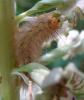 Diaphora mendica